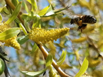 Schaugarten Saubergen Familie Österreicher Bienenweide